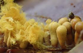 Attēlu rezultāti vaicājumam “Oligonema favogineum spores”