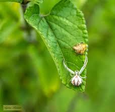 Image result for crab spider