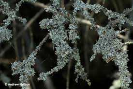 Attēlu rezultāti vaicājumam “Physcia adscendens”
