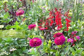 Image result for Tanacetum parthenium 'Tetraweiss'