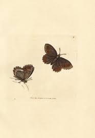 Attēlu rezultāti vaicājumam “Erebia aethiops upperside”