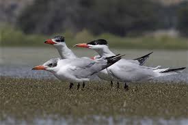 Attēlu rezultāti vaicājumam “Hydroprogne caspia”