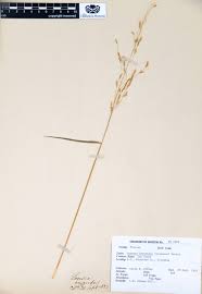 Attēlu rezultāti vaicājumam “Leersia oryzoides”