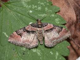 Attēlu rezultāti vaicājumam “Catarhoe rubidata”