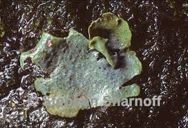 Attēlu rezultāti vaicājumam “Dermatocarpon luridum”