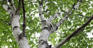 Attēlu rezultāti vaicājumam “Betula papyrifera”