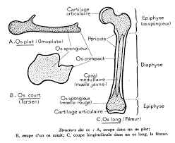 Anatomie du corps humain : structure des os de l homme - homme-structure-des-os