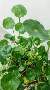 「香菇草」的圖片搜尋結果