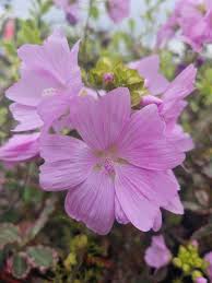 Image result for Malva moschata