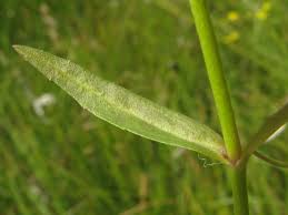 Attēlu rezultāti vaicājumam “Veronica scutellata”