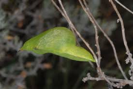 Attēlu rezultāti vaicājumam “Colias croceus underside”