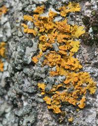 Attēlu rezultāti vaicājumam “Xanthoria fulva”