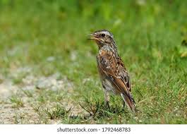 Attēlu rezultāti vaicājumam “Saxicola rubetra juvenile”