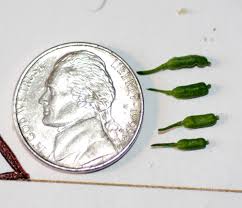 Attēlu rezultāti vaicājumam “Rorippa palustris fruit”