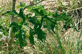 Image result for Heracleum sphondylium