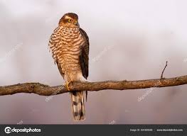Attēlu rezultāti vaicājumam “Accipiter nisus female”