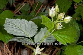 Attēlu rezultāti vaicājumam “Rubus saxatilis flower”