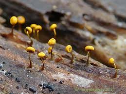 Attēlu rezultāti vaicājumam “Physarum viride”