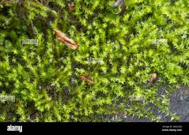 Attēlu rezultāti vaicājumam “Cynodontium strumiferum”