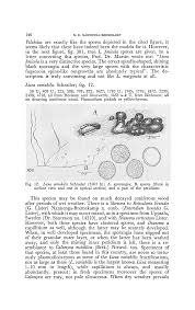 Attēlu rezultāti vaicājumam “Licea pusilla spores”