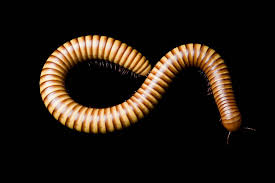 Attēlu rezultāti vaicājumam “Diplopoda”