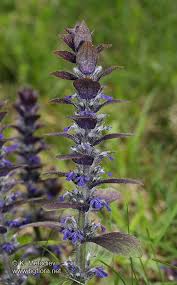 Attēlu rezultāti vaicājumam “Ajuga pyramidalis”