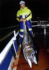 Image result for Thunnus maccoyii