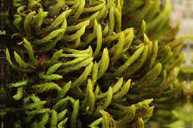 Attēlu rezultāti vaicājumam “Orthotrichum lyellii”