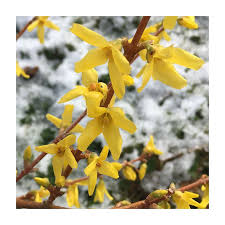 Attēlu rezultāti vaicājumam “Forsythia viridissima flower”