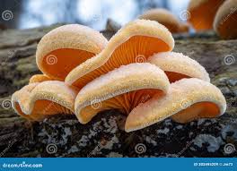 Attēlu rezultāti vaicājumam “Phyllotopsis nidulans”