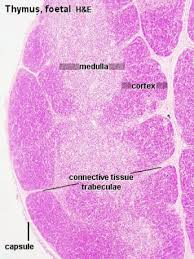 Image result for Thymus