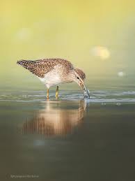 Attēlu rezultāti vaicājumam “Tringa glareola adult”