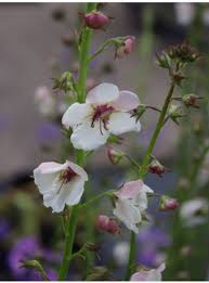 Image result for Verbascum blattaria