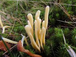 Attēlu rezultāti vaicājumam “Clavaria argillacea”