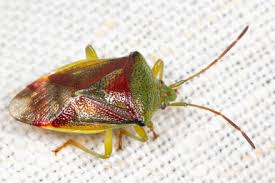 Attēlu rezultāti vaicājumam “Elasmostethus interstinctus imago”