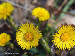 Attēlu rezultāti vaicājumam “Tussilago farfara fruit”