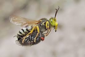 Attēlu rezultāti vaicājumam “Bembix rostrata”