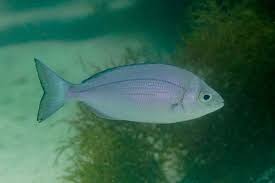 Image result for Spondyliosoma cantharus