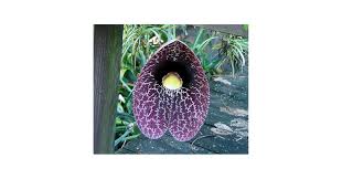 Attēlu rezultāti vaicājumam “Aristolochia durior flower”
