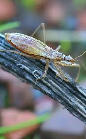 Attēlu rezultāti vaicājumam “Nabis limbatus”