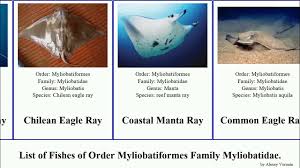 Image result for Myliobatis freminvillei
