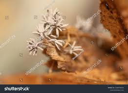 Attēlu rezultāti vaicājumam “Arcyria cinerea young”