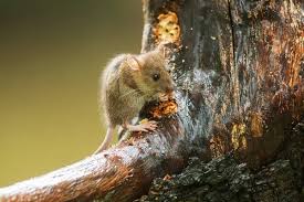 Attēlu rezultāti vaicājumam “Apodemus flavicollis”