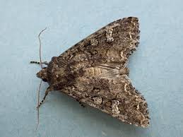 Attēlu rezultāti vaicājumam “Mamestra brassicae”