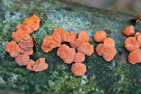 Attēlu rezultāti vaicājumam “Peniophora rufa”