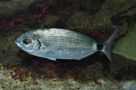 Image result for Oblada melanurus