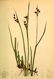 Attēlu rezultāti vaicājumam “Juncus alpinoarticulatus”