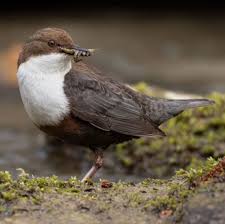 Attēlu rezultāti vaicājumam “Cinclus cinclus”