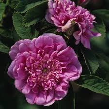 Attēlu rezultāti vaicājumam “Rosa majalis”