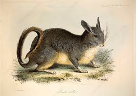 Image result for viscacha